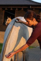 Crystal energy healing for horse and rider.