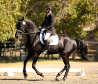 First Level Canter, 2014
