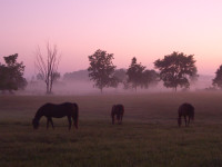 Misty Morgan Morning