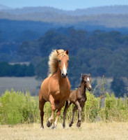 Colours of Australia