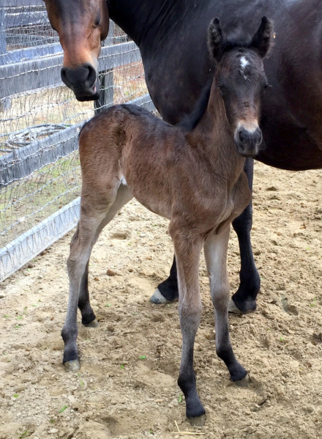 Filly 3 days