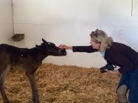 I meet our new filly, (4 hrs)