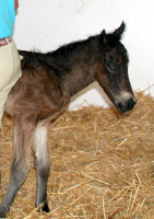 Pocket's filly (3 hrs)