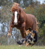 2012 First Place Winner, Gotcha by Michele Meijer