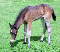 Sierra at 2 weeks old