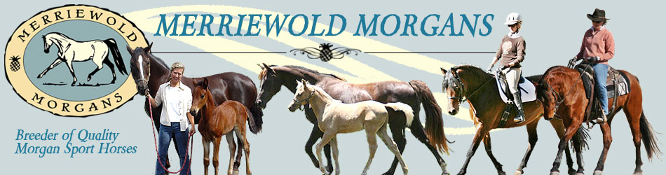 Merriewold Morgan horses